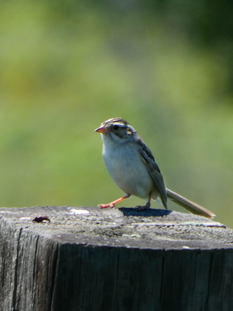 Clay-colored Sparrow - ML613004310