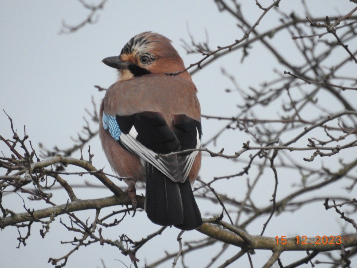 Eurasian Jay - ML613004336