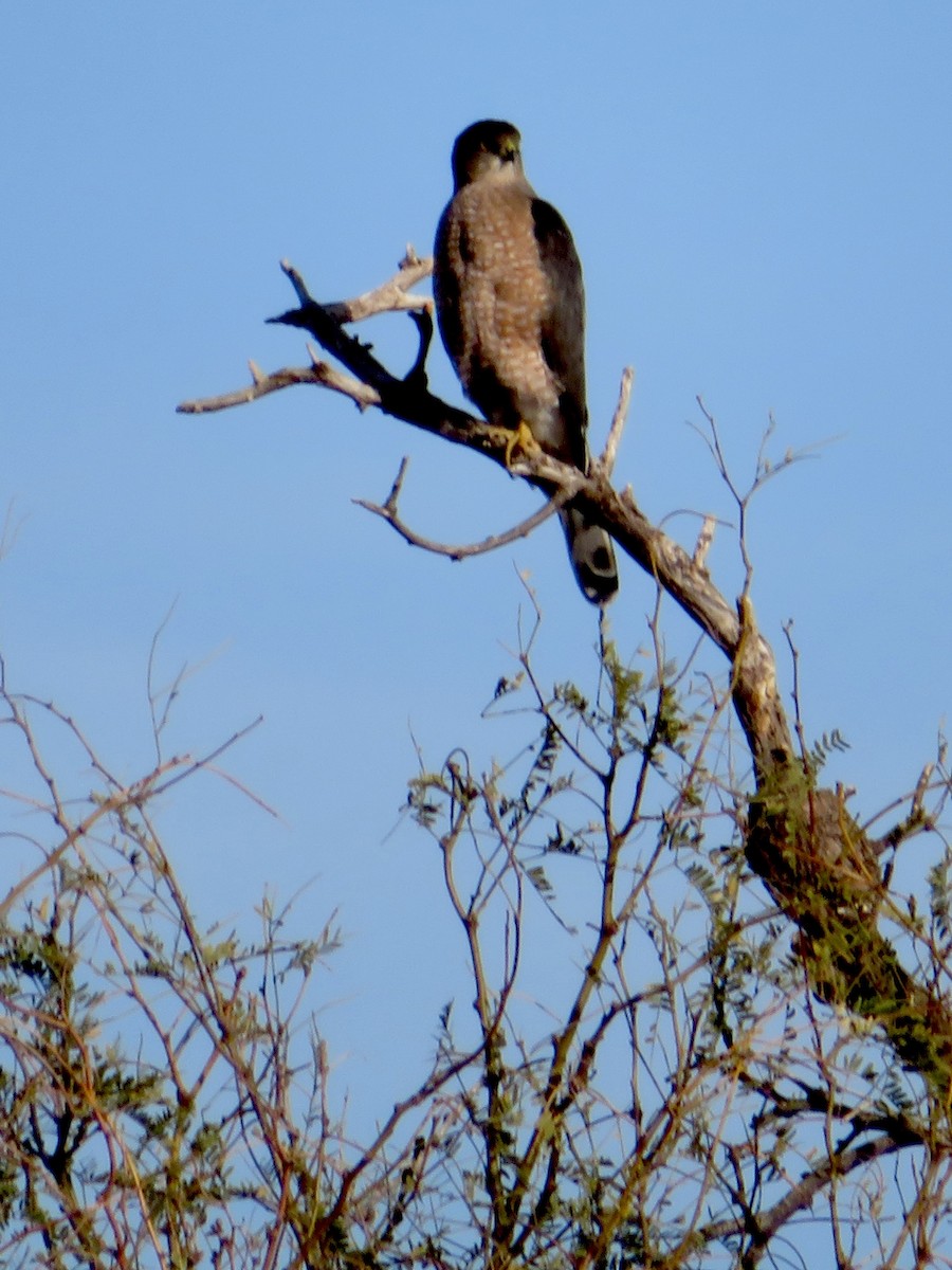 Cooper's Hawk - ML613004350