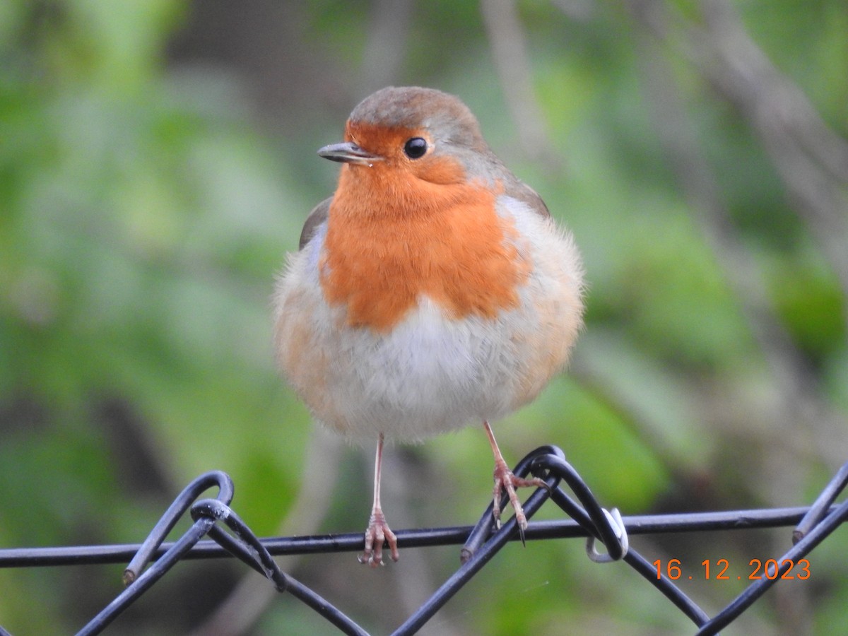 European Robin - ML613004406