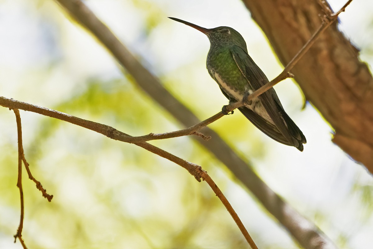 kolibřík zrcadlový - ML613004407
