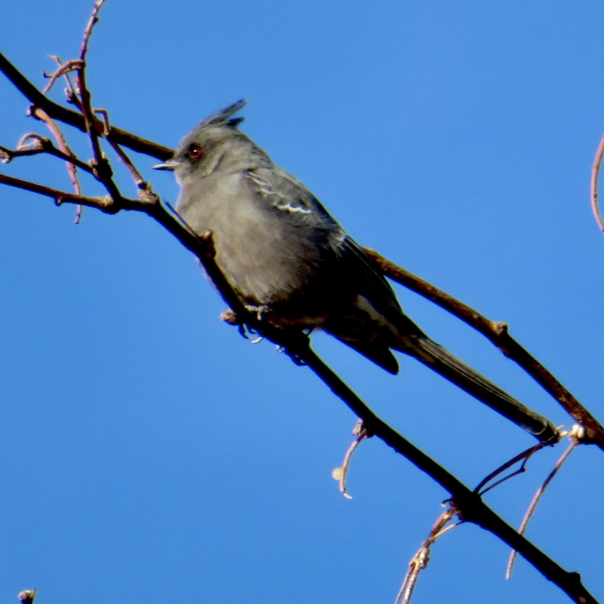 Phainopepla - Anita Toney