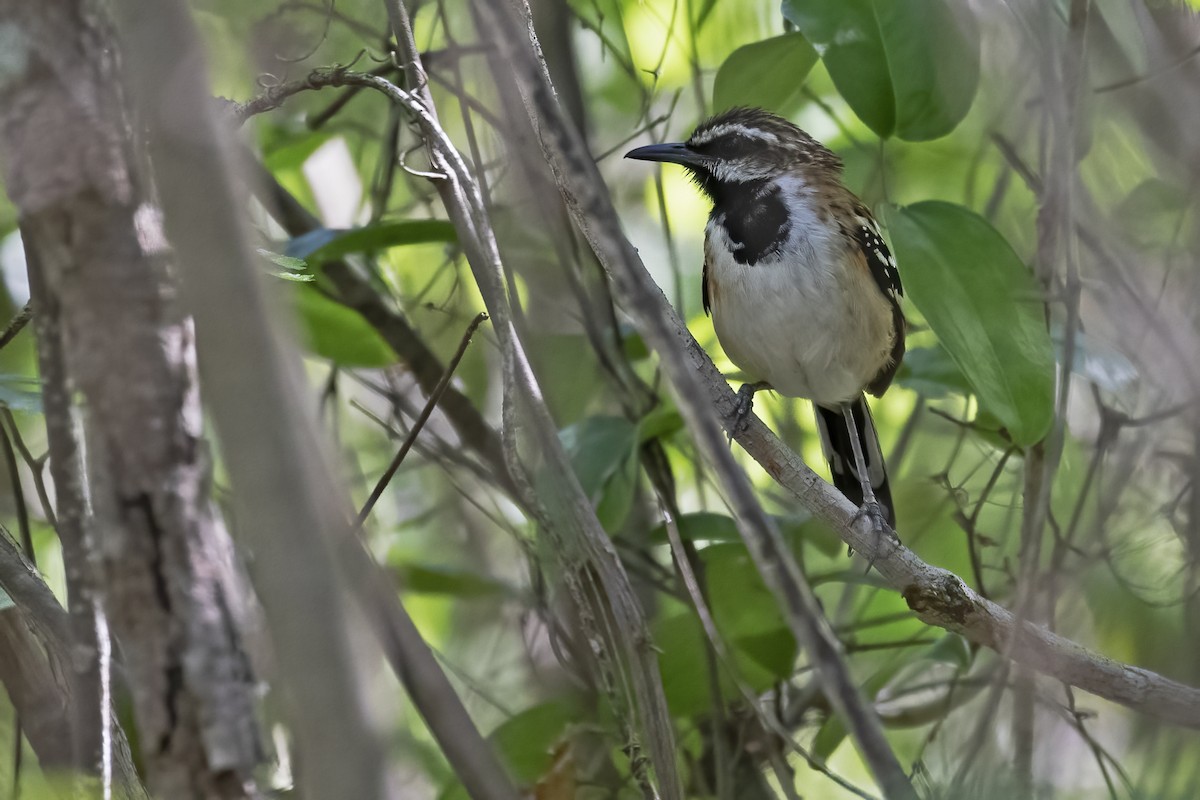 Stripe-backed Antbird - ML613004424