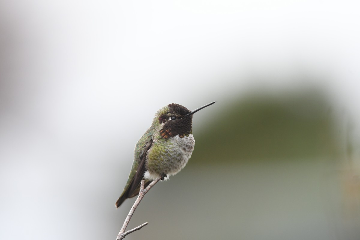 Anna's Hummingbird - ML613004477