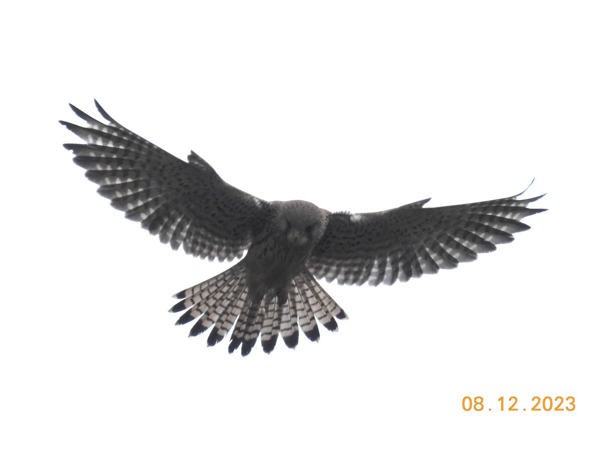 Eurasian Kestrel - ML613004516