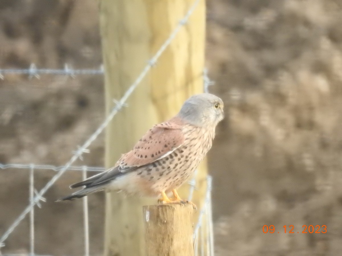 Eurasian Kestrel - ML613004588