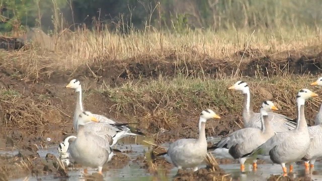 Bar-headed Goose - ML613004612