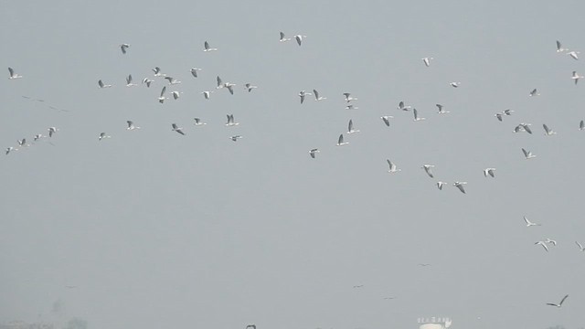 Bar-headed Goose - ML613004646