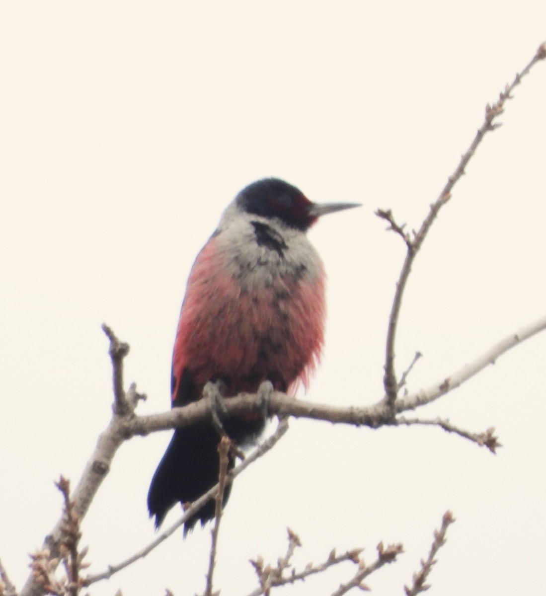 Lewis's Woodpecker - ML613004688