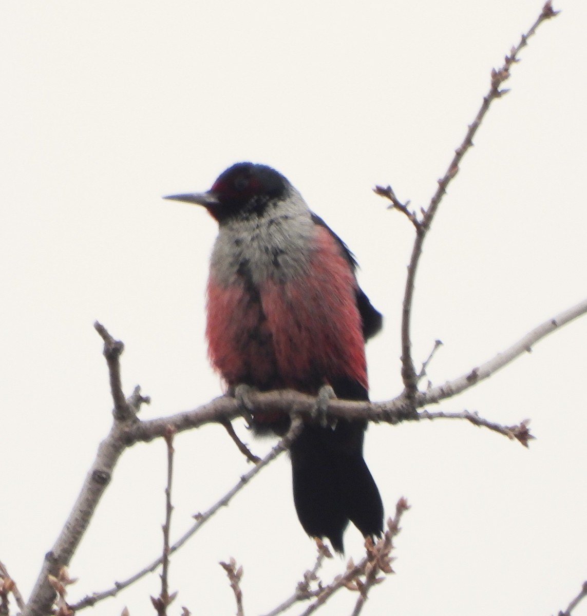 Lewis's Woodpecker - ML613004689