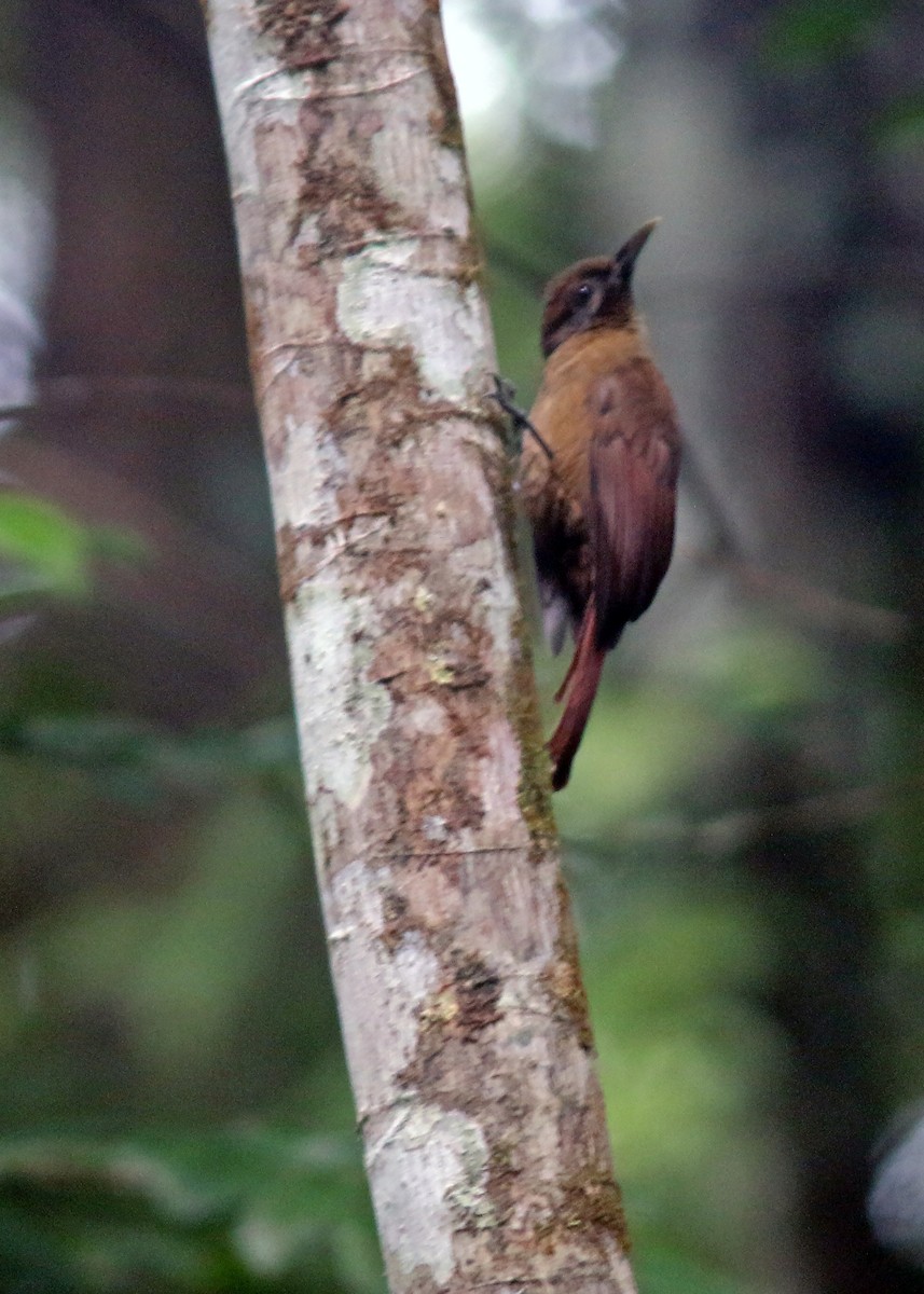 Plain-brown Woodcreeper - ML613004692