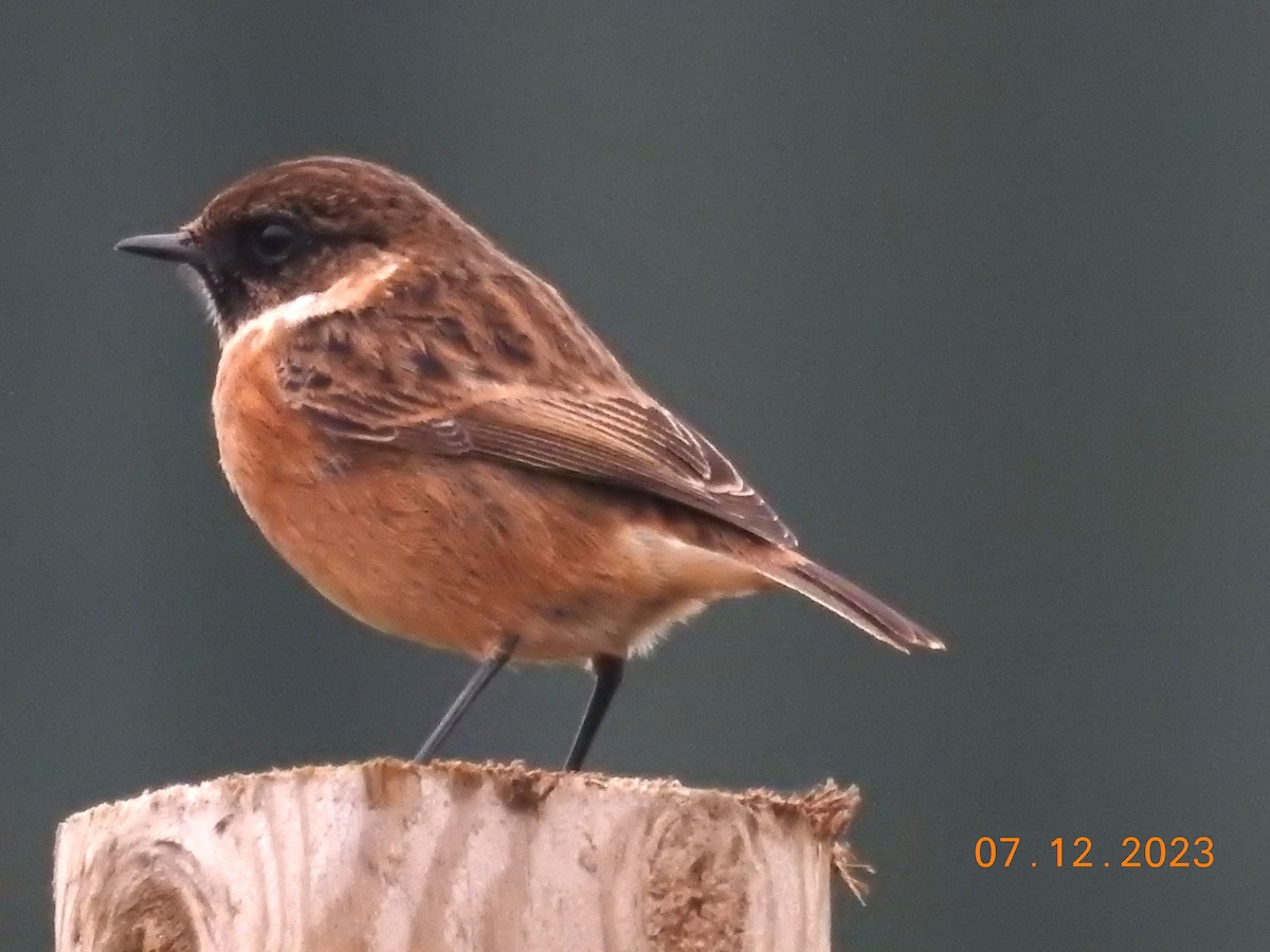 European Stonechat - ML613004697