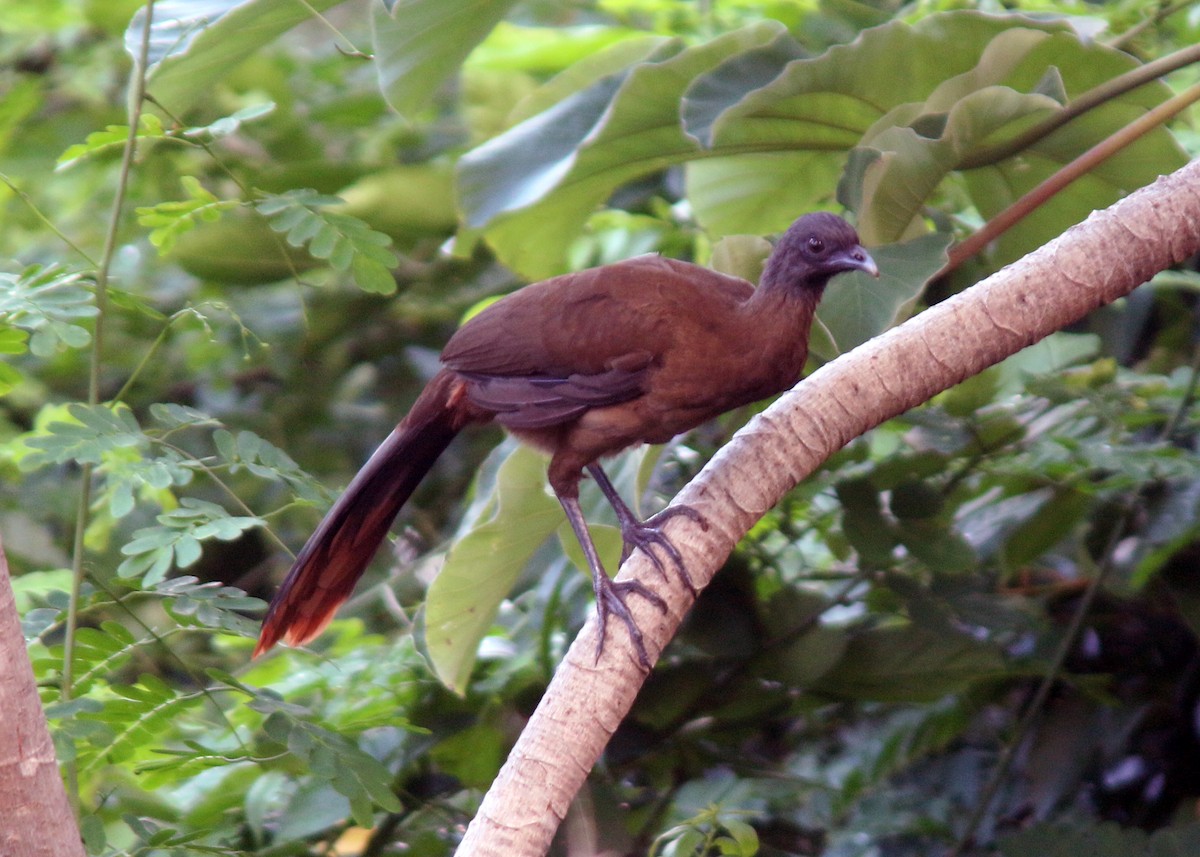 Rufous-vented Chachalaca - Jared Clarke