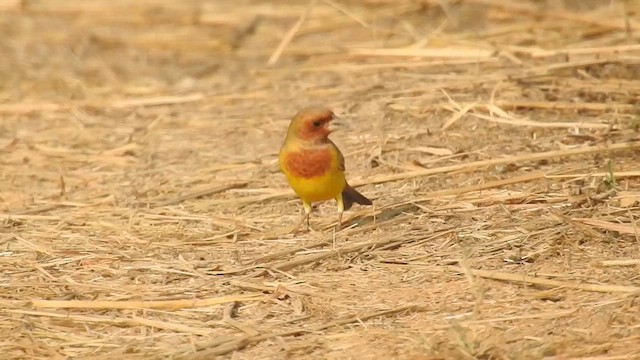 Bruant à tête rousse - ML613004836