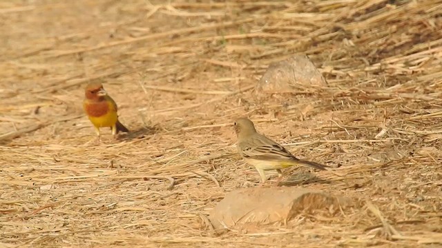 Bruant à tête rousse - ML613004843