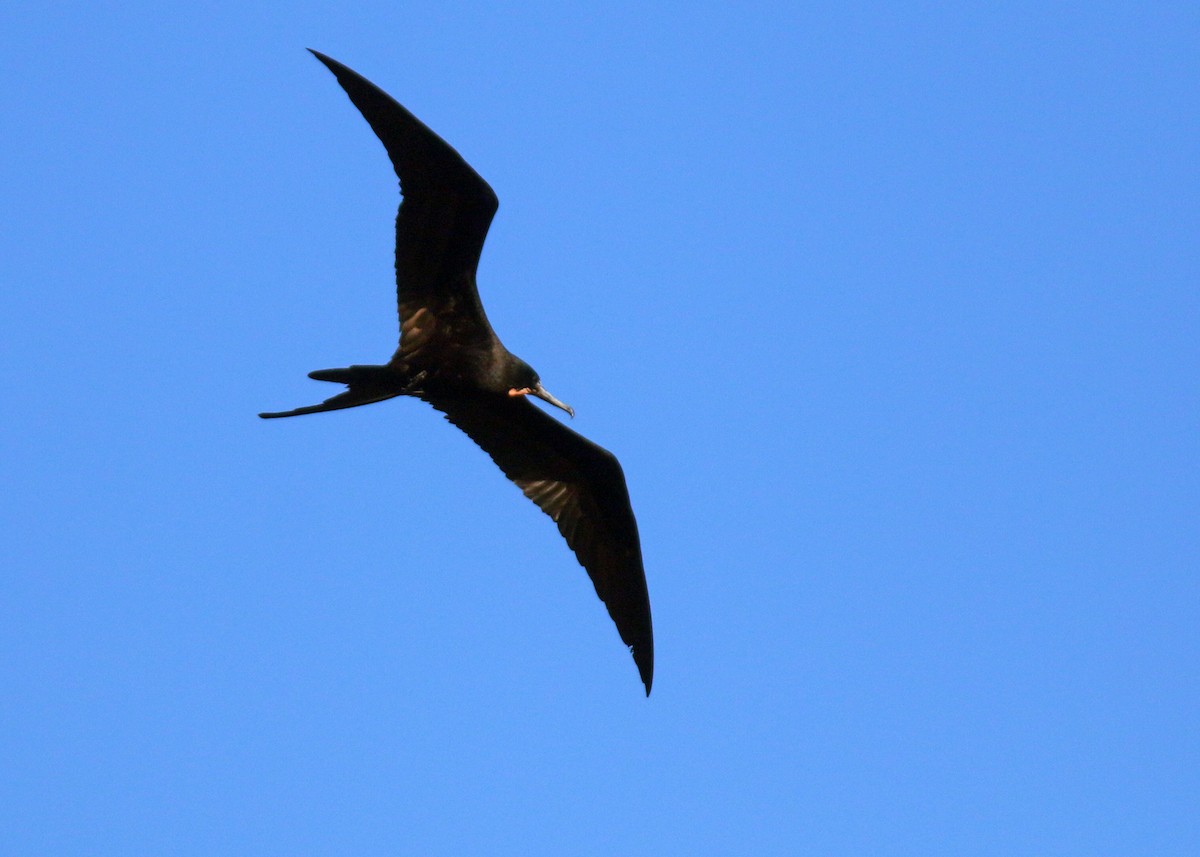 Magnificent Frigatebird - ML613004857