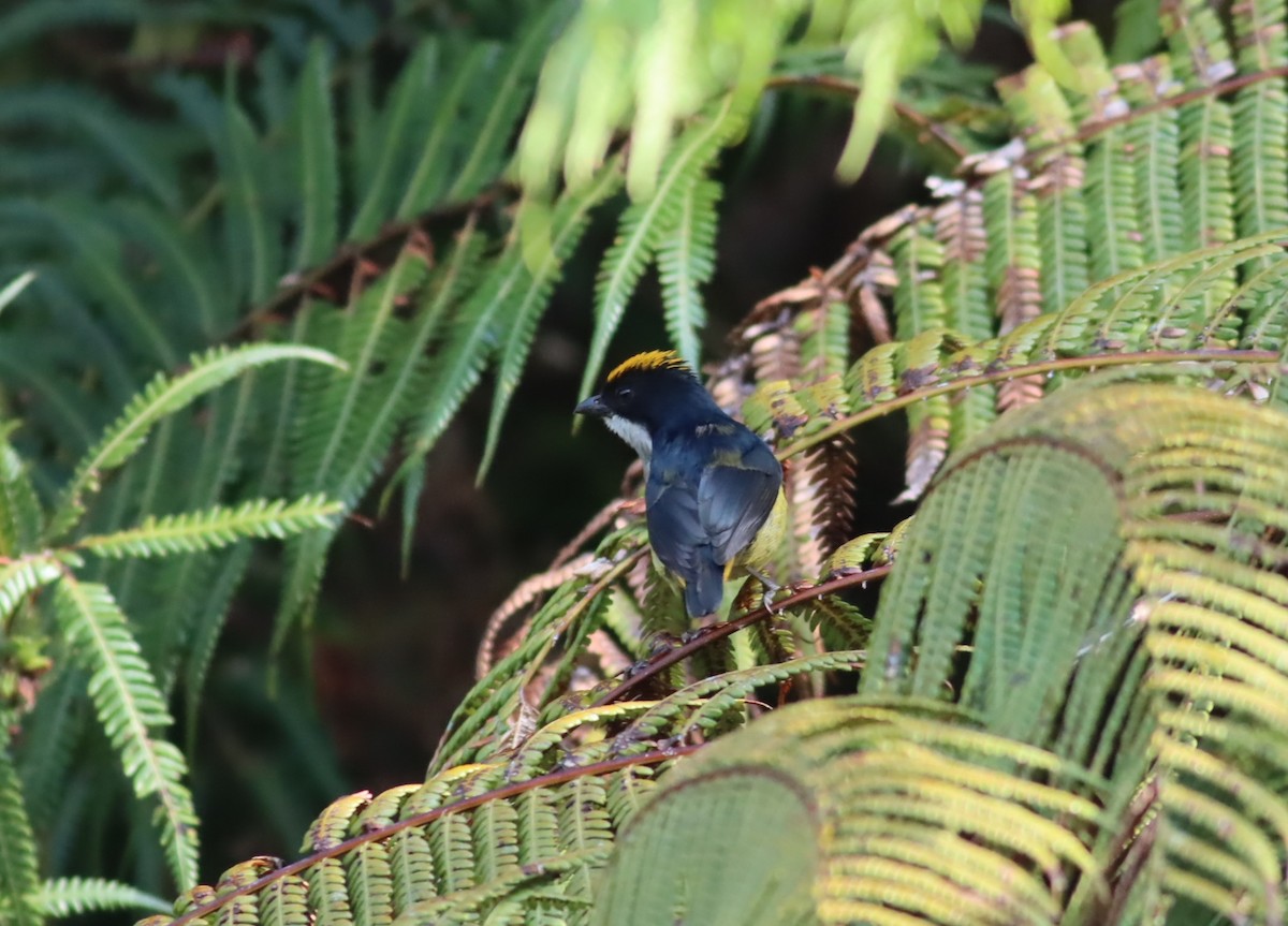 Yellow-crowned Flowerpecker - ML613004859