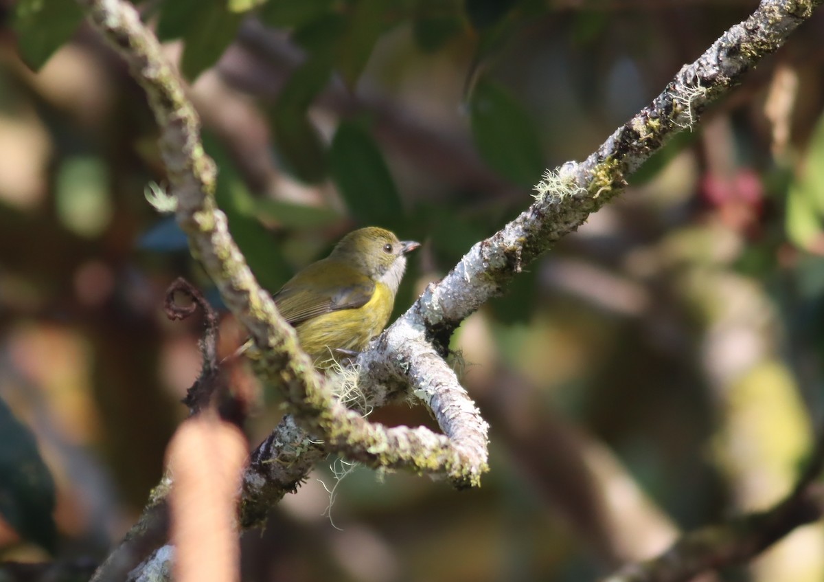 Yellow-crowned Flowerpecker - ML613004860