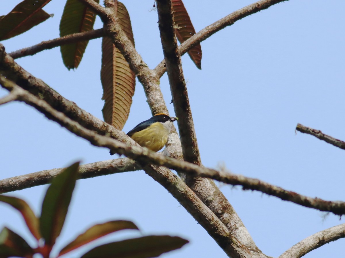 Yellow-crowned Flowerpecker - ML613004861