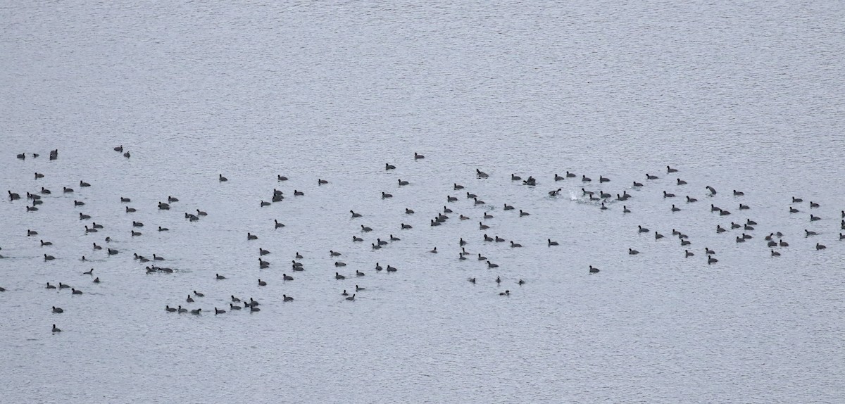 American Coot - ML613004869