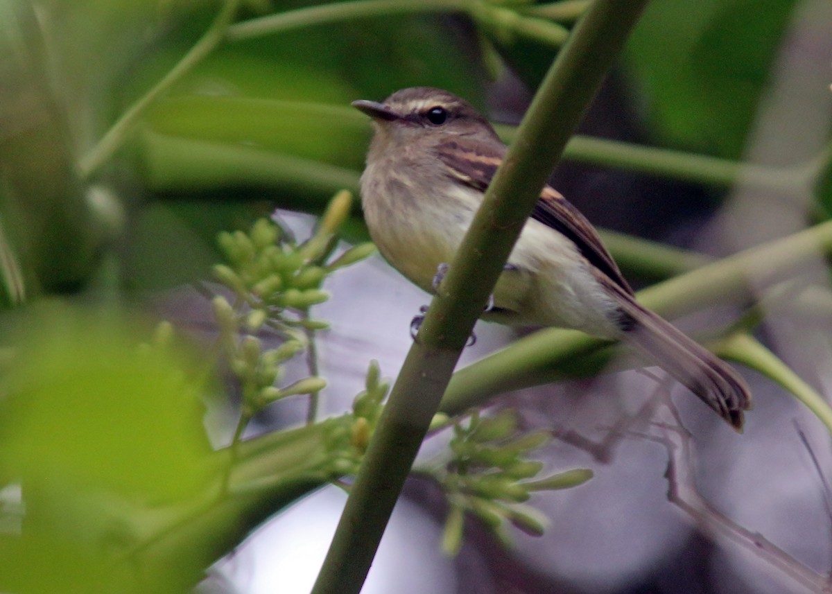 Fuscous Flycatcher - ML613004872