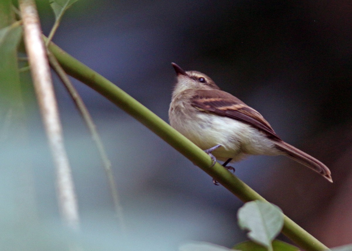 Fuscous Flycatcher - Jared Clarke