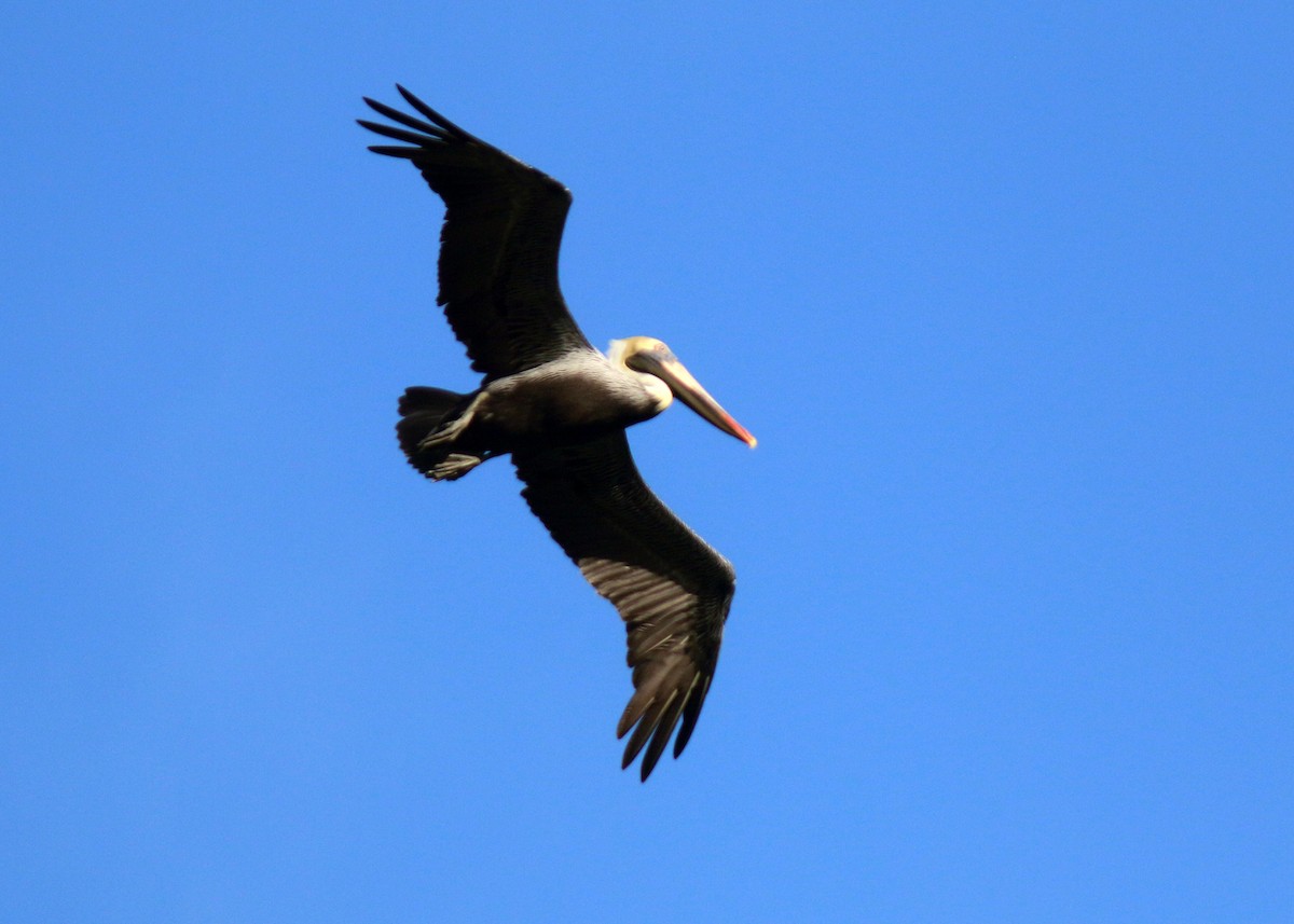 Brown Pelican - Jared Clarke