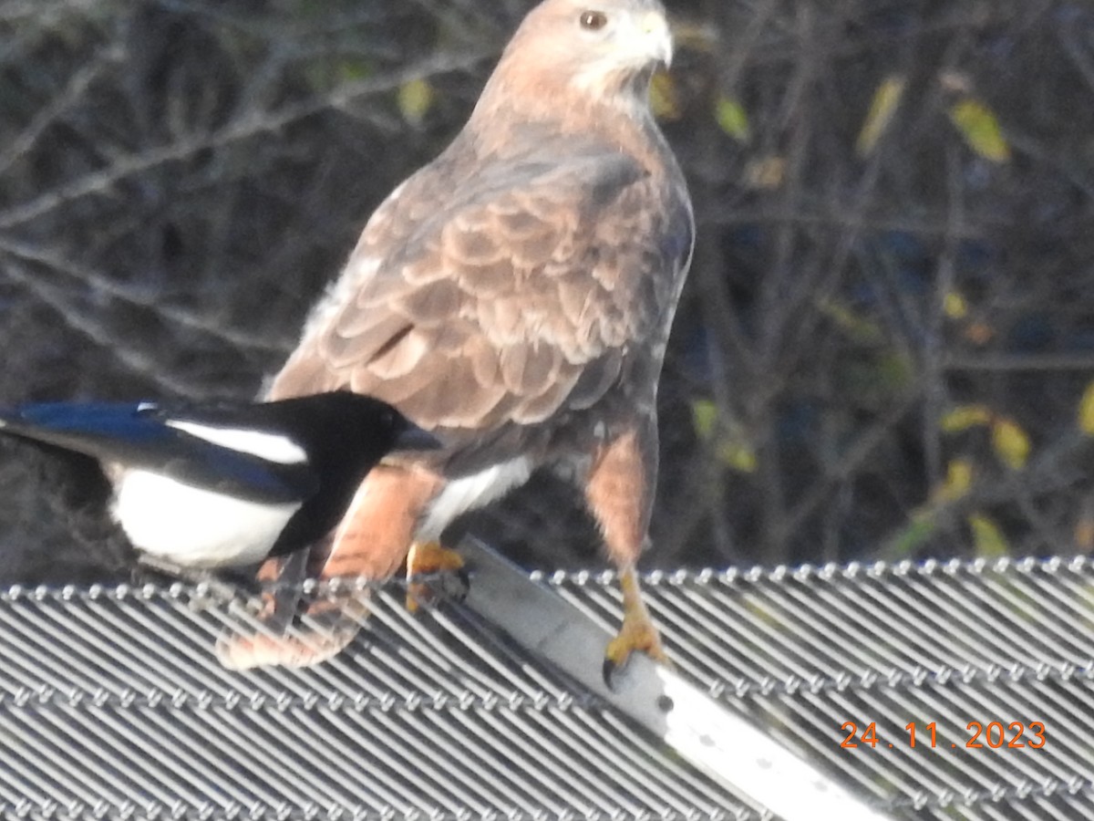 Common Buzzard - ML613004897