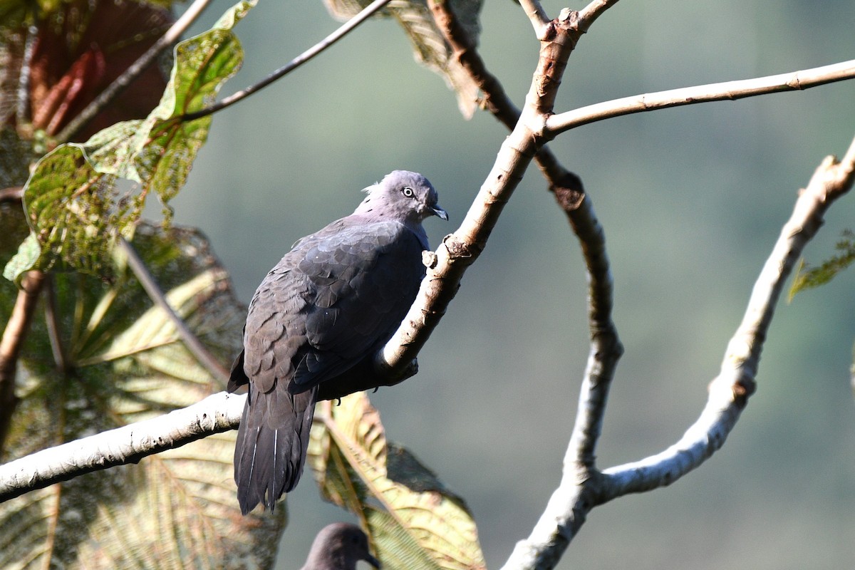 Pigeon plombé - ML613004943