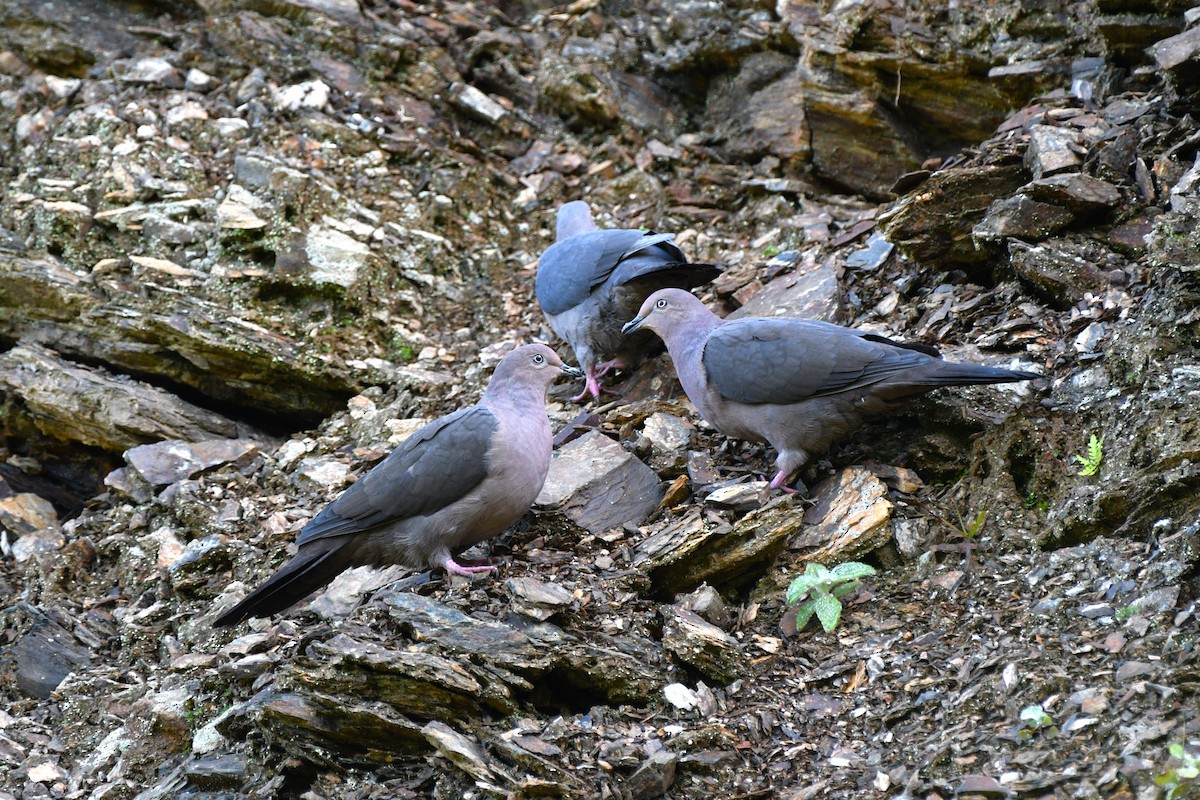 Plumbeous Pigeon - ML613004944