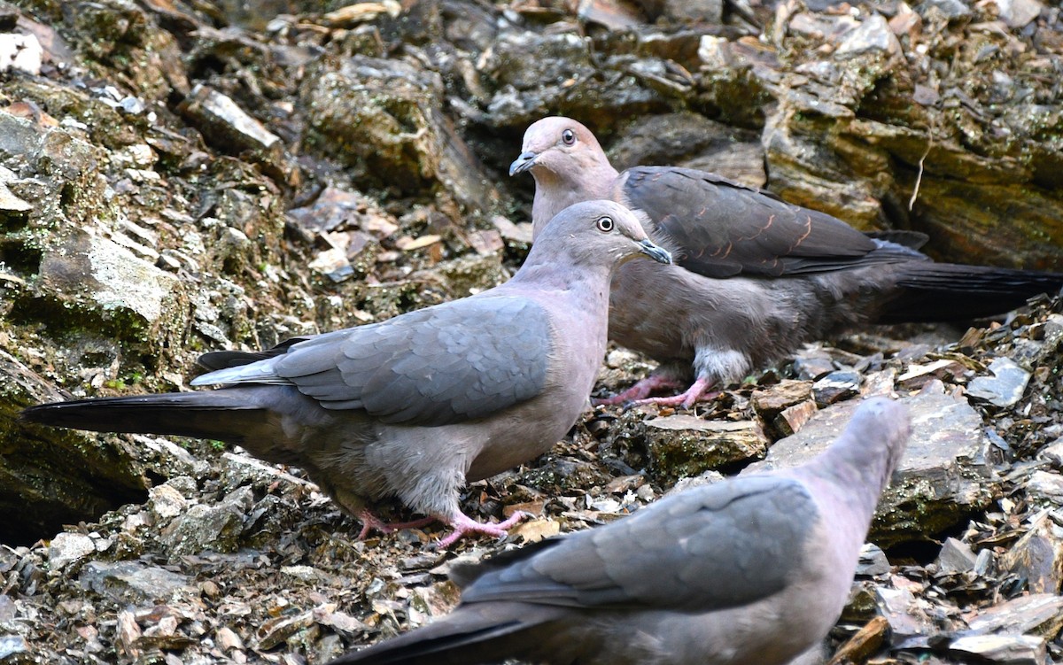 Plumbeous Pigeon - ML613004945