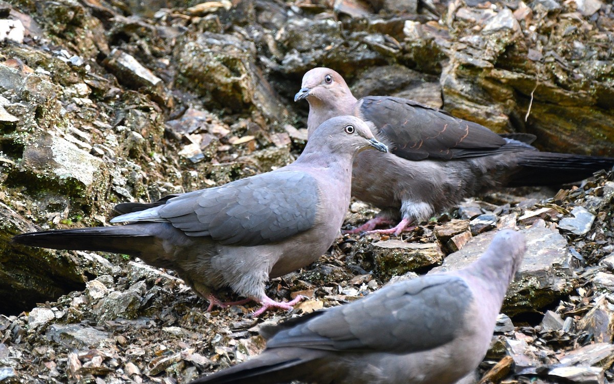 Pigeon plombé - ML613004945