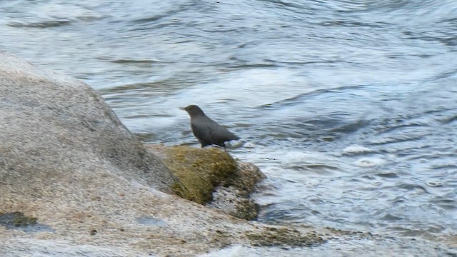 American Dipper - ML613004952