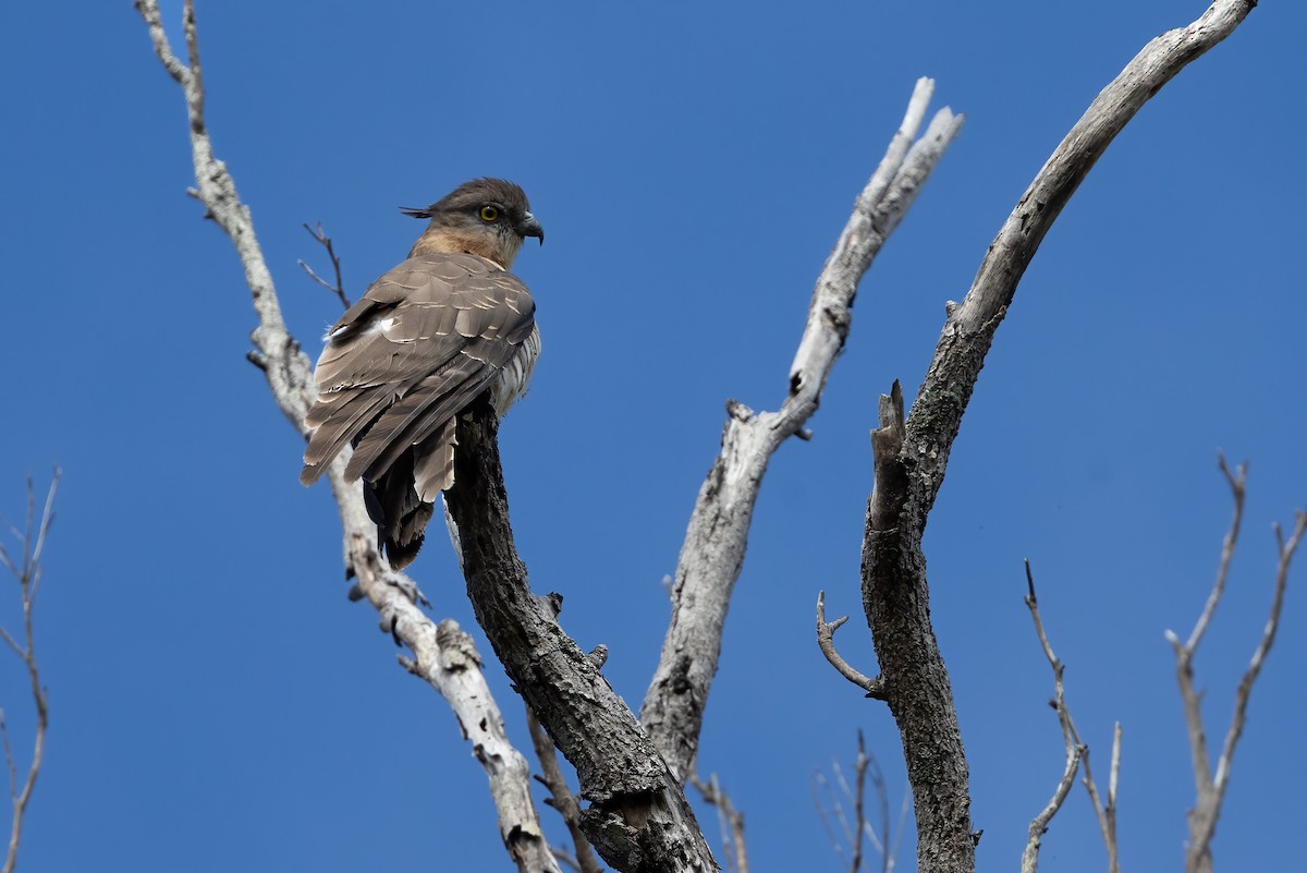 Pacific Baza - ML613004954