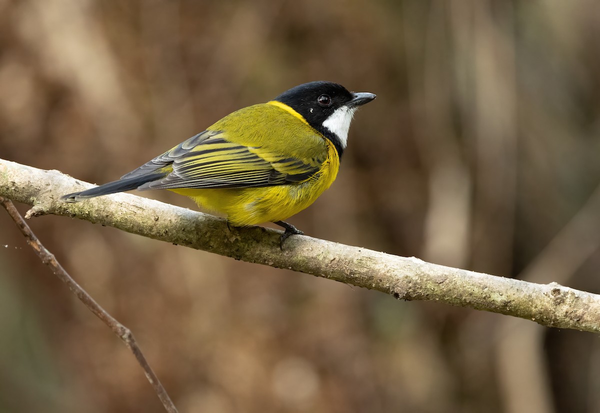 Golden Whistler - ML613004985