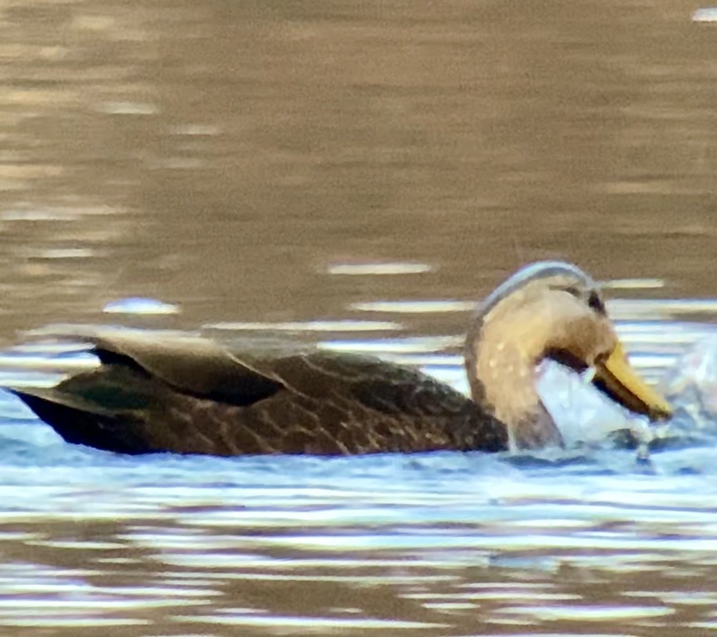 Canard noir - ML613004989