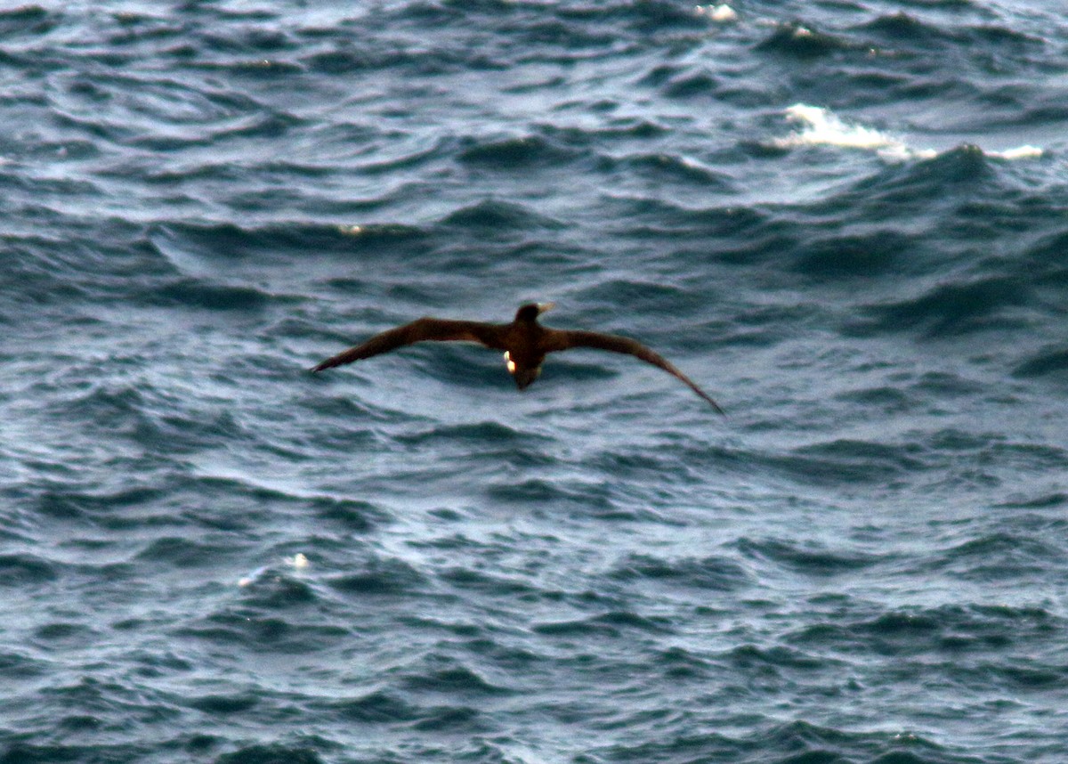 Brown Booby - Jared Clarke