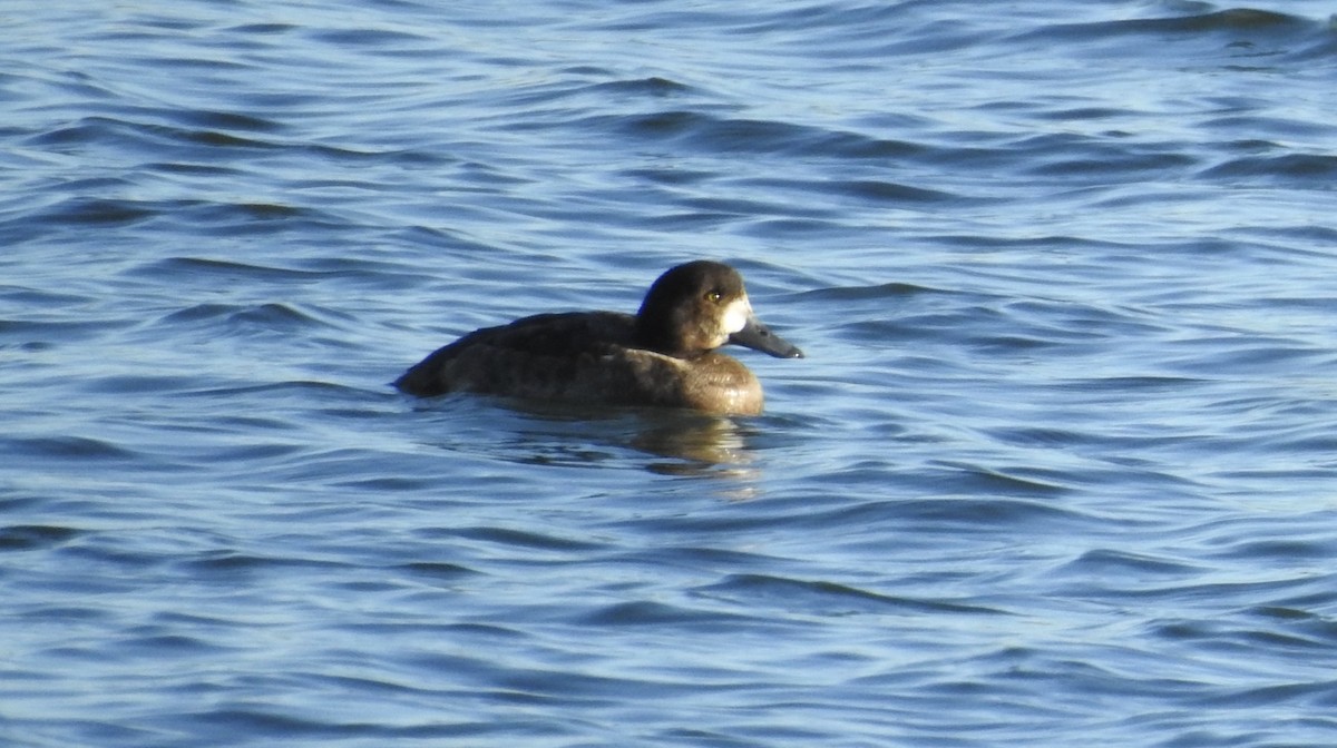 Greater Scaup - ML613005065