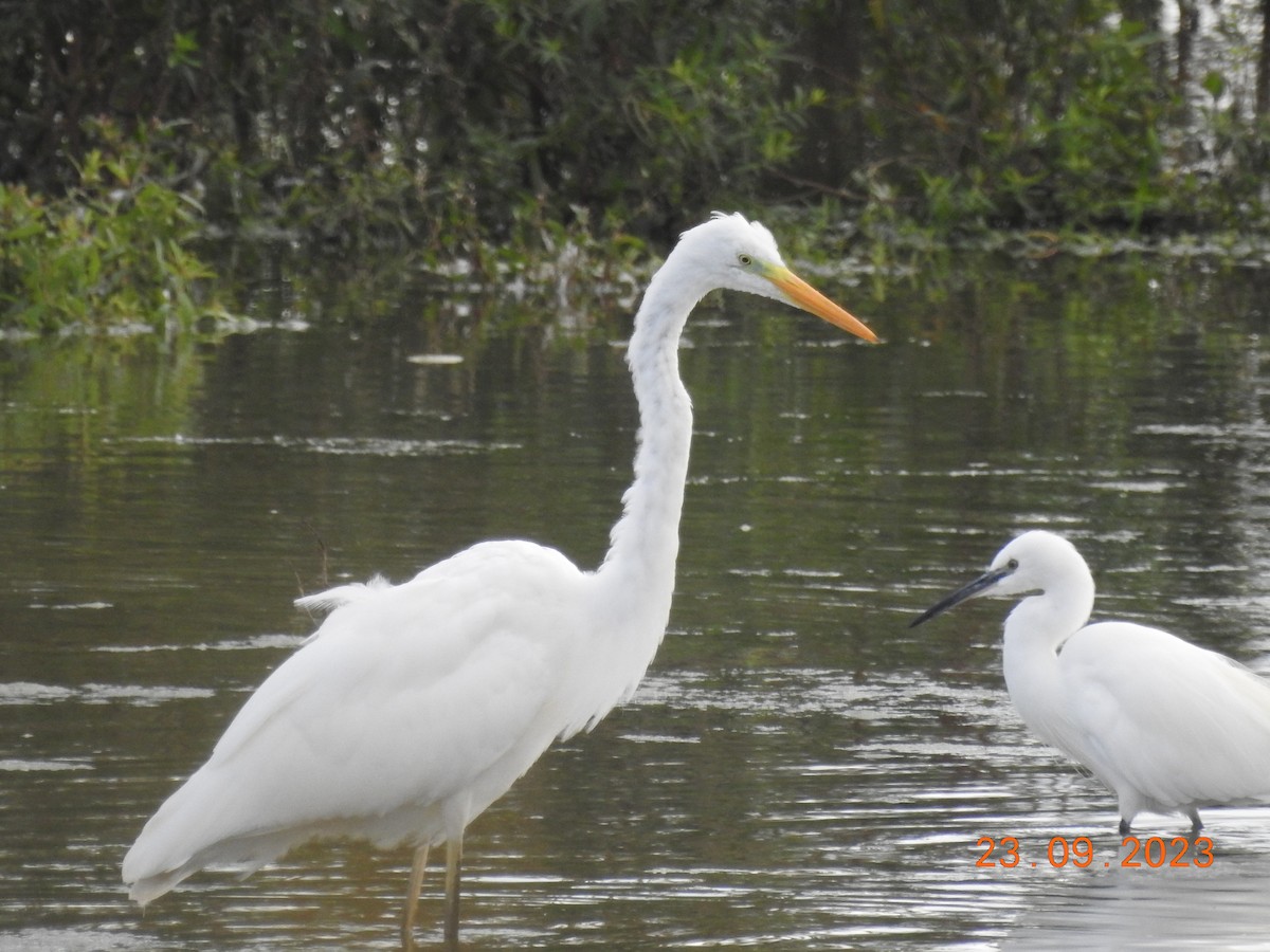 Great Egret - ML613005072