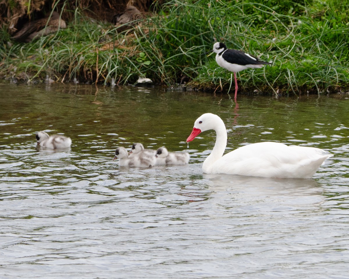 Coscoroba Swan - Manuel Pinochet Rojas