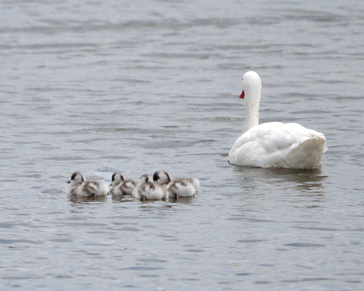 Coscoroba Swan - Manuel Pinochet Rojas