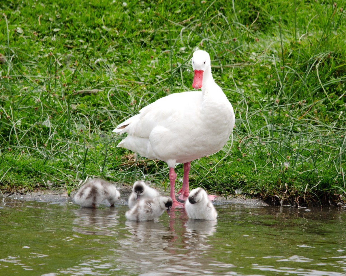 Coscoroba Swan - Manuel Pinochet Rojas