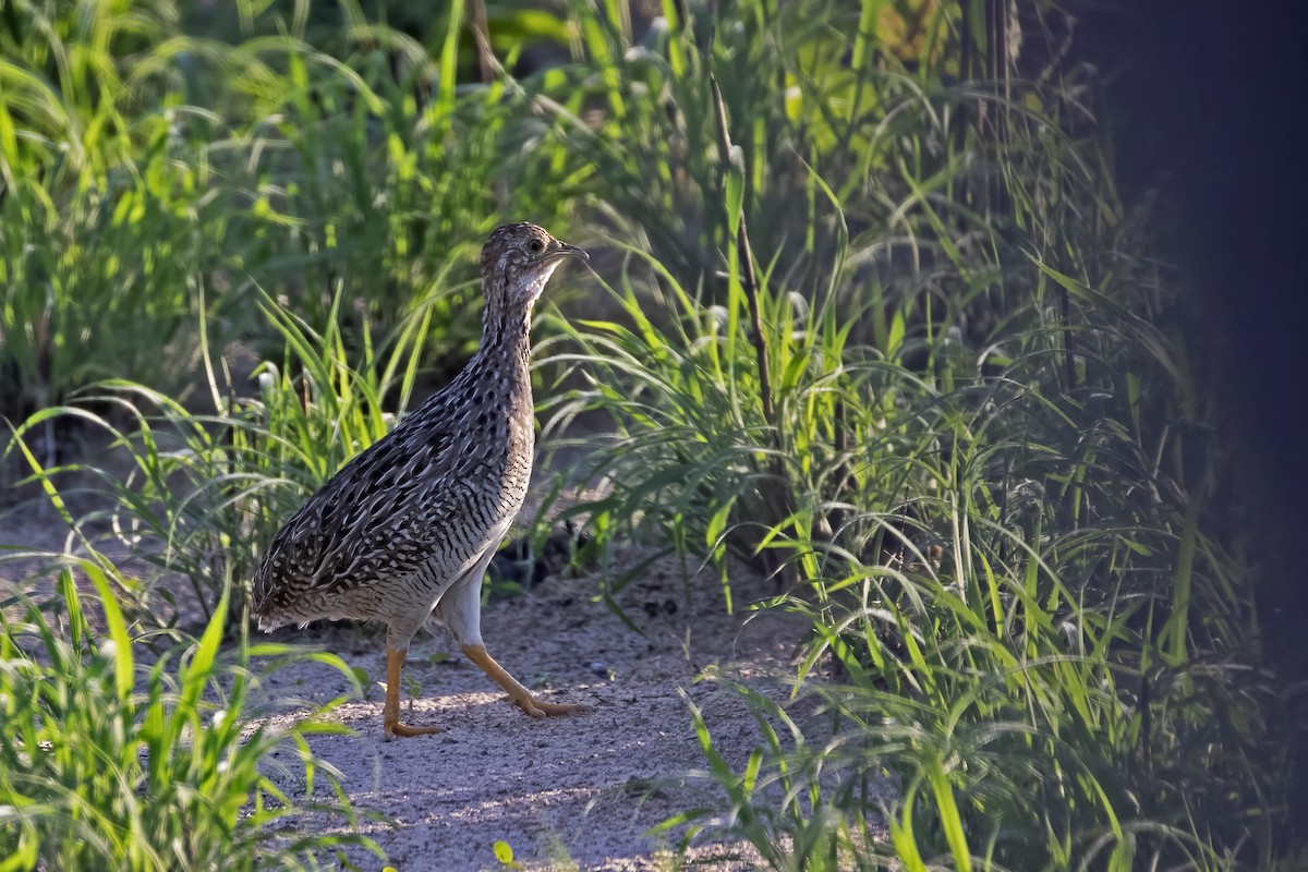 White-bellied Nothura - ML613005188