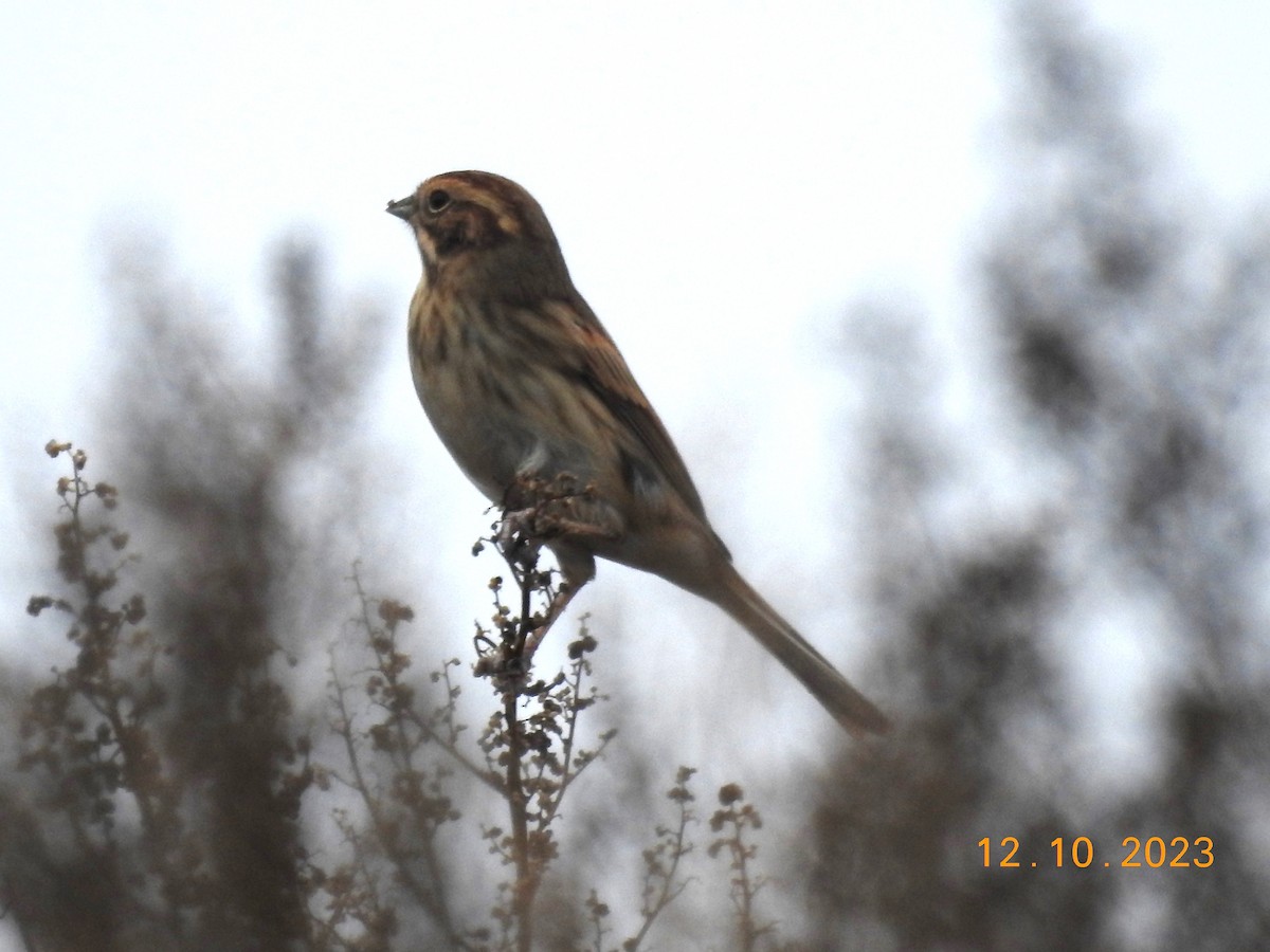 Reed Bunting - ML613005200
