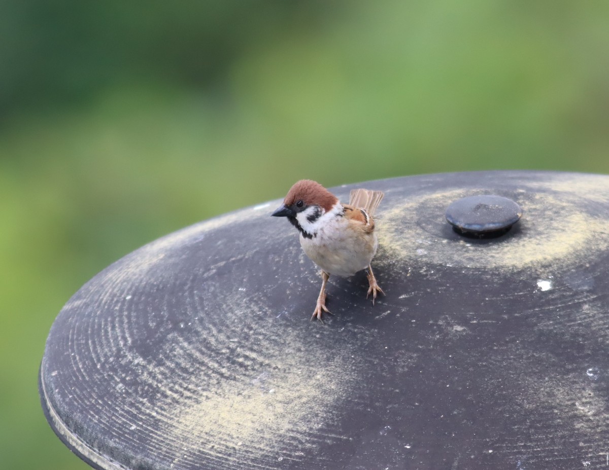 Eurasian Tree Sparrow - ML613005204