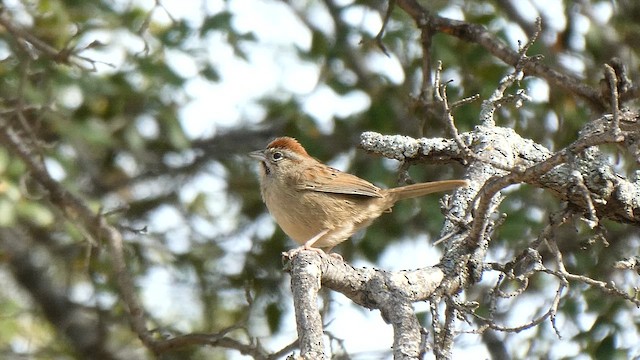 Rufous-crowned Sparrow - ML613005208