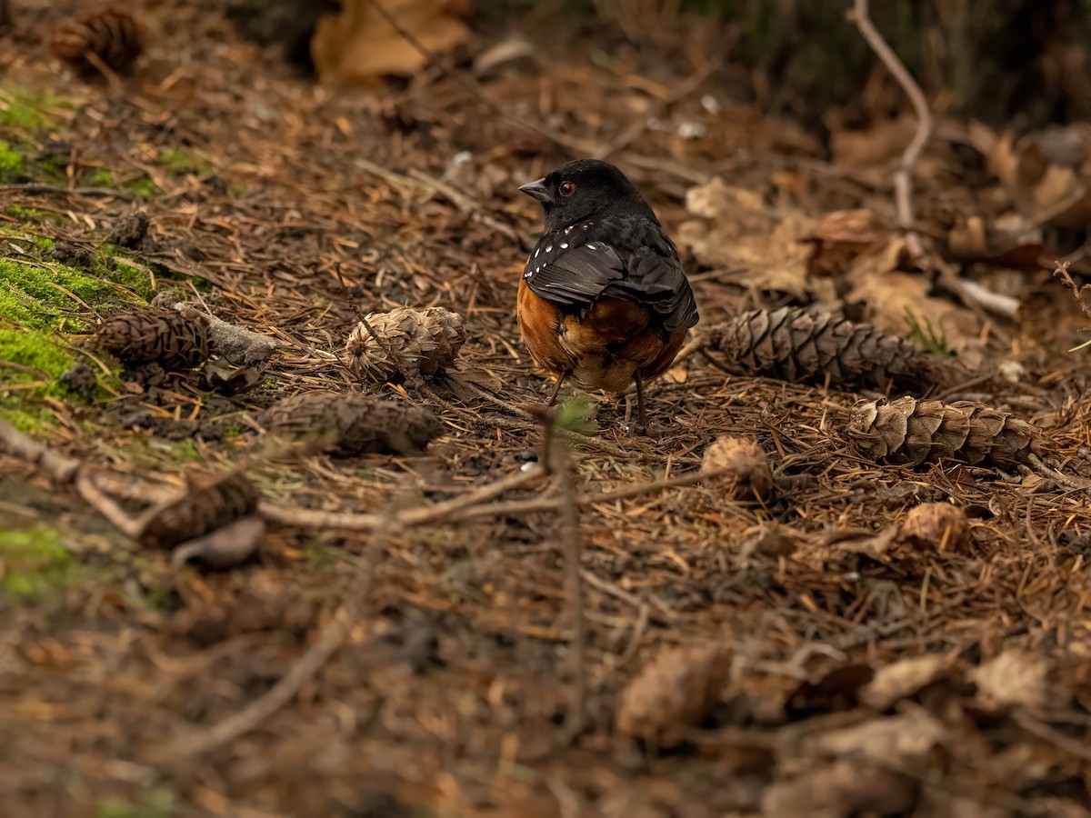 Spotted Towhee - John Lewis