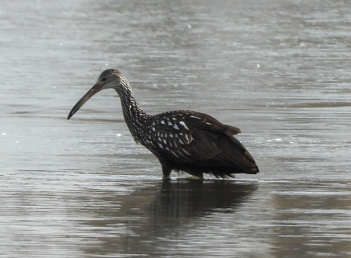 Limpkin - ML613005236