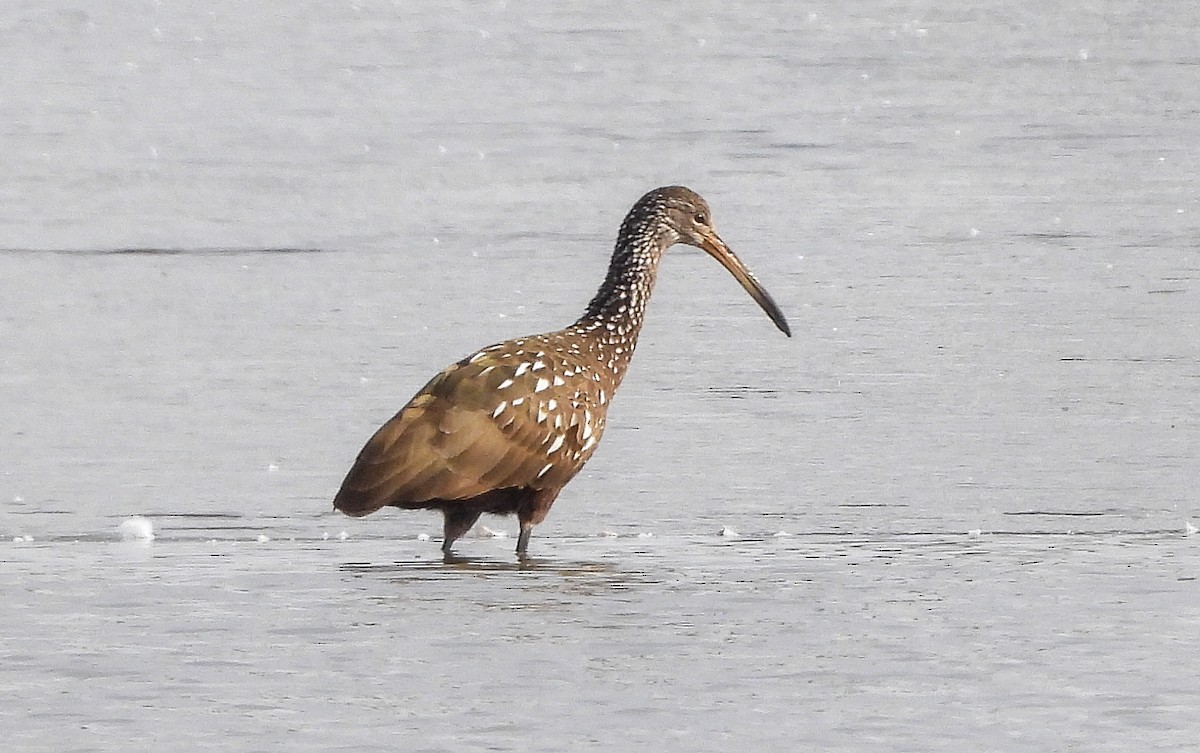 Limpkin - ML613005237