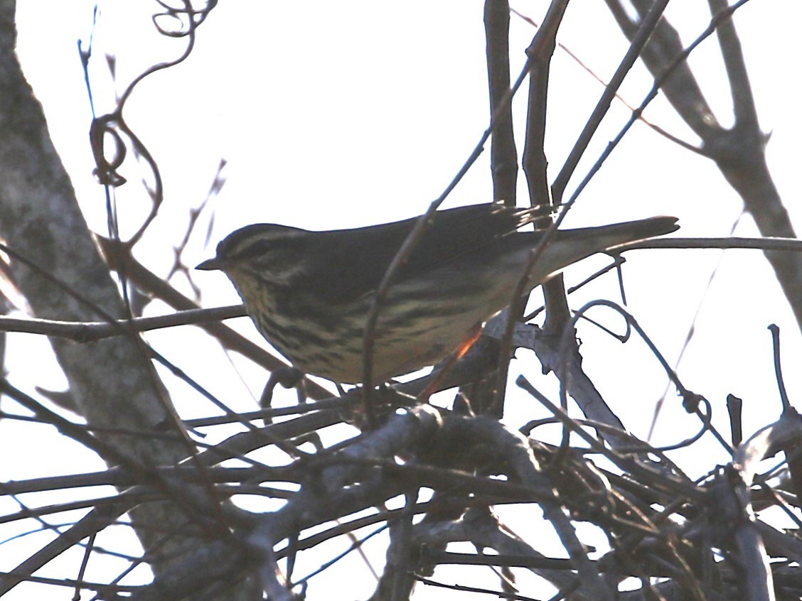 Northern Waterthrush - ML613005238